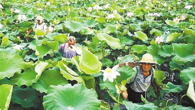 夏日荷塘采蓮忙