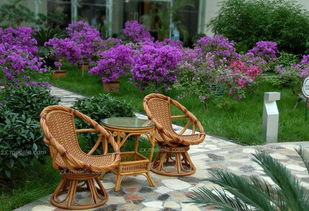 什么是藤椅 藤椅的保養(yǎng)介紹